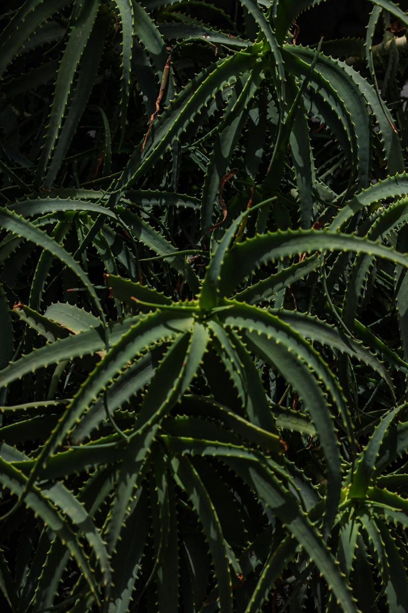 Aloe vera