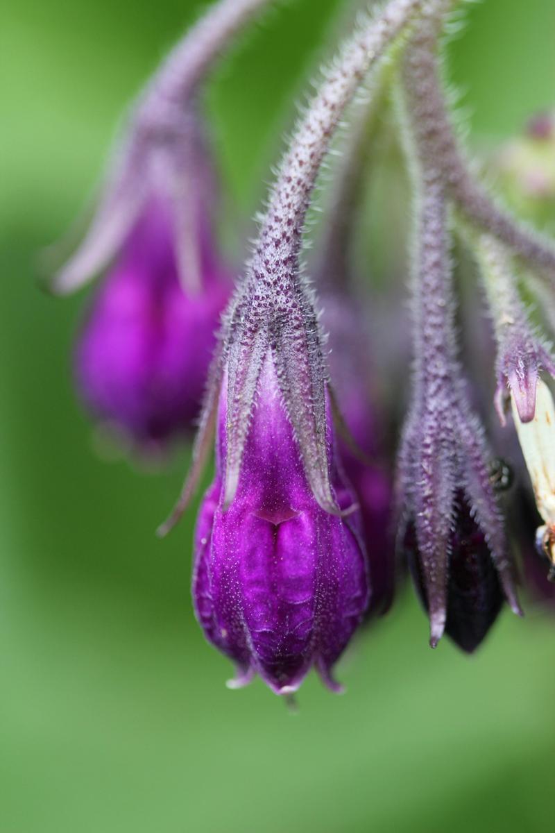comfrey ointment