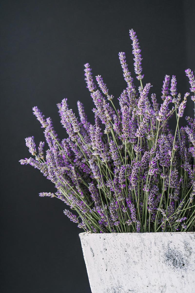 lavender flowers
