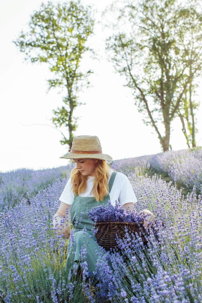 lavender flowers
