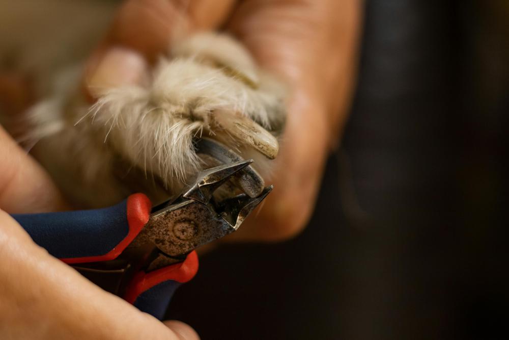 toenail clipping